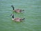 Two majestic Canadian Geese swimming.