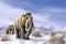 Two majestic mammoths standing in a snow-covered field. Generative A.I