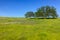 Two majestic oaks on lush prairie hill