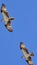 Two majestic ospreys soaring in the bright blue sky of Rockingham, Western Australia