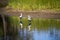 Two Majestic Spoonbills on edge of lake at Dalyellup, Western Australia.