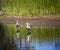 Two Majestic Spoonbills on edge of lake at Dalyellup, Western Australia.