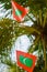 Two maldivian red green colour national flags on the rope during beautiful windy day