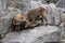 Two male Alpine ibexes Capra ibex are fighting