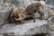 Two male Alpine ibexes Capra ibex are fighting