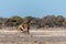 Two Male Angolan Giraffes Fighting