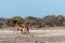 Two Male Angolan Giraffes Fighting