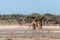 Two Male Angolan Giraffes Fighting