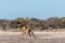 Two Male Angolan Giraffes Fighting