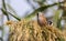 Two Male Bearded Tits on Top of Reed Tassel