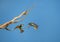 Two male bee eaters on the branch fighting for a place on the tree