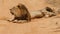 Two male black maned lion roaring up close in Kgalagadi, Botswana, Africa