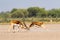 Two male blackbuck fighting in an open field Antilope fighting with full force from long horns in green background and scenic