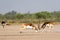 Two male blackbuck fighting in an open field Antilope fighting with full force from long horns in green background and scenic