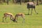 Two male blackbuck, or Indian antelopes, locking horns