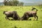 Two male blue wildebeest fight in grass