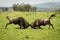 Two male blue wildebeest fight in grassland