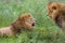 Two male brother African lions