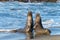 Two male bull elephant seals fighting on the beach