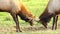 Two Male Bull Elk Sparring Testing Big Game Animal Wildlife