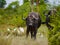 Two male Cape buffalo approaching in Kruger Nationalpark