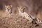 Two male cheetah brothers lying on a termite mound looking alert in Masai Mara Kenya