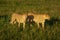 Two male cheetah walk through long grass