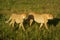 Two male cheetah walk through sunlit grassland