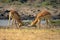 Two male common impalas fighting on riverbank