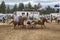 Two male cowboy riders on horses are catching a calf as a team d