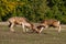 Two male deer fighting