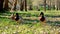 Two male ducks, mallards competing to mate with a female, wildlife rivalry