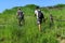 Two male fishermen climb a hill in the tall spring and summer grass