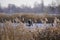 Two male fishermen in warm clothes on a boat, winter fishing on a river or lake. Photo through dry, brown reeds or grass