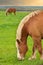 Two Male Flaxen Chestnut Horse Stallion Colts Grazing in a Pasture Meadow with a Golden Sunset