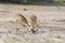 Two male gazelles fighting over female