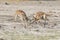 Two male gazelles fighting over female