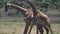 two male giraffe fighting for dominance at arusha national park