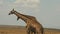 Two male giraffe necking to establish dominance in masai mara