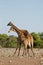 Two male Giraffes fighting