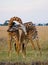 Two male giraffes fighting each other in the savannah. Kenya. Tanzania. East Africa.