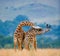 Two male giraffes fighting each other in the savannah. Kenya. Tanzania. East Africa.