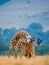 Two male giraffes fighting each other in the savannah. Kenya. Tanzania. East Africa.