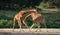 Two male giraffes fighting each other in the savannah. Kenya. Tanzania. East Africa.