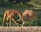 Two male giraffes fighting each other in the savannah. Kenya. Tanzania. East Africa.