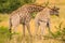 Two male giraffes fighting  Giraffa camelopardalis, Pilanesberg National Park, South Africa.
