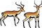 Two Male Impala