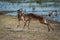 Two male impala fighting on grassy riverbank