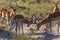 Two male Impala lock horns - Botswana