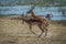 Two male impala playing on grassy riverbank